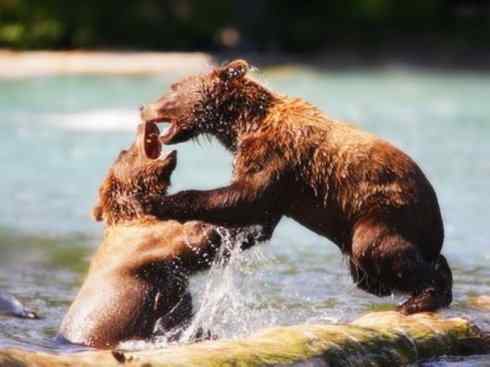 十大喜食蜂蜜动物：棕熊