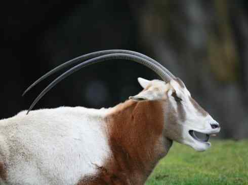 麒麟：传说的兽原型探秘（马羚）