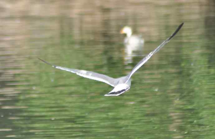 海鸥与打架的鸿雁