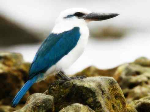 白头鸟系列:另类的美丽4 白头鸟系列:另类的美丽4