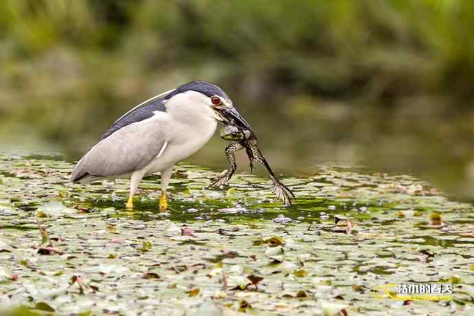 夜鹭的饕餮大餐 夜鹭的饕餮大餐