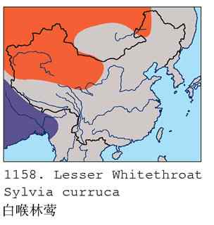 不常见的白喉林莺（组图，6张图片）