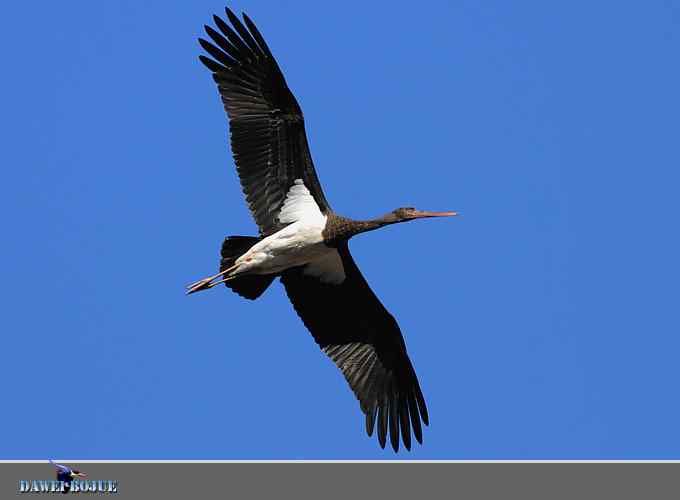 蓝天鹳影 蓝天鹳影