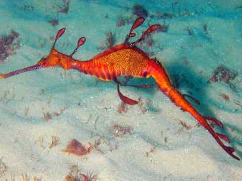 鱼类活化石：匙吻鲟科