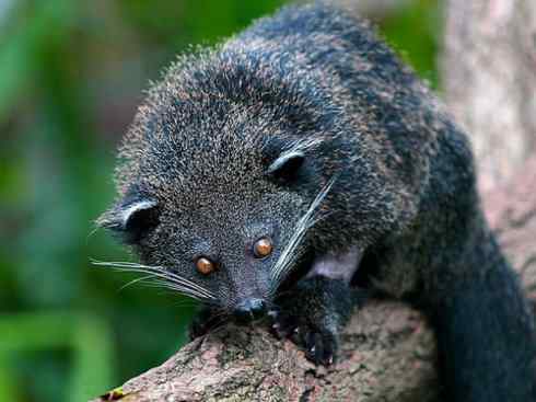 犬科：犬亚科犬属之金豺、黑背豺（胡狼类）