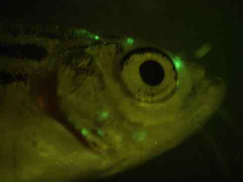 鱼类活化石：虱目鱼