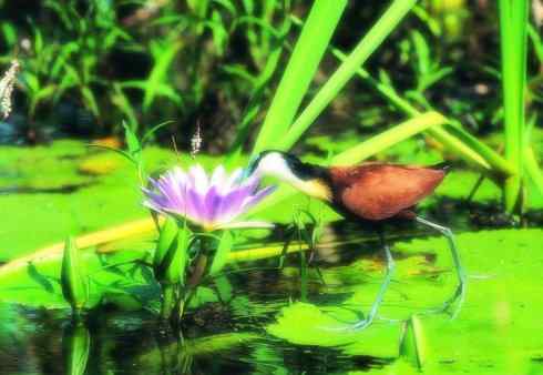 奇特的盔：非洲雉鸻