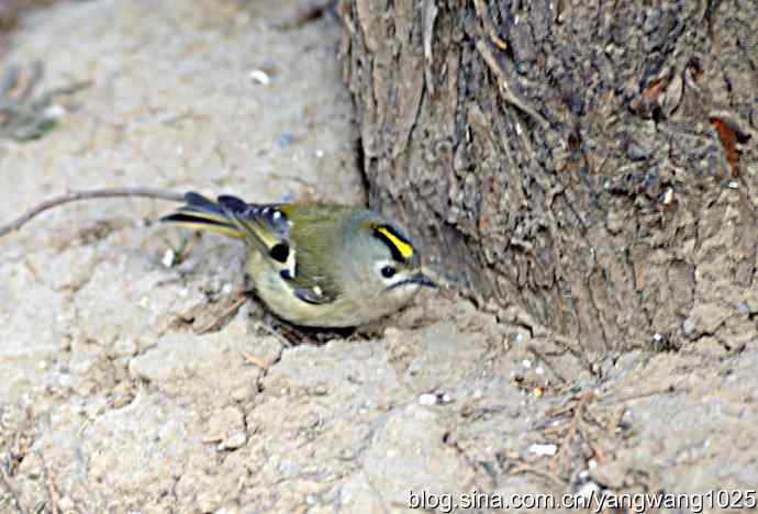 柏树丛中的戴菊 wbr3