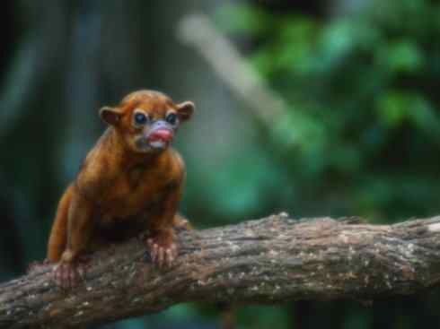 十大喜食蜂蜜动物:蜜熊 十大喜食蜂蜜动物:蜜熊