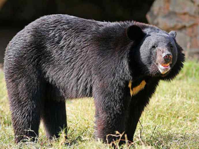 盘点十二大著名食蚁动物：懒熊