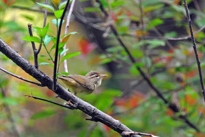 巨嘴柳莺(9) 巨嘴柳莺(9)