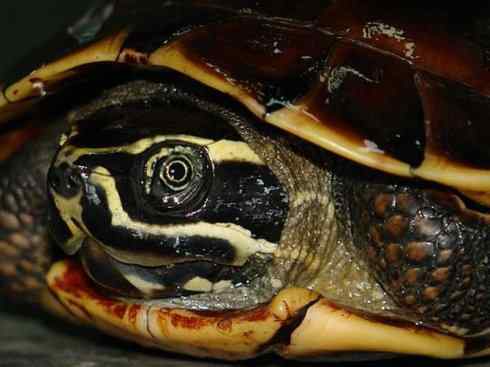 玄武:传说的兽原型探秘(潮龟) 玄武:传说的兽原型探秘(潮龟)