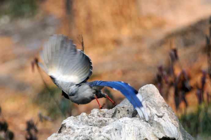 红嘴蓝鹊（11）