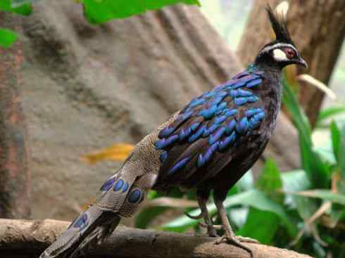 凤凰：传说中的鸟原型探秘（孔雀雉）