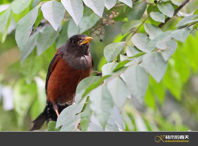 灰头鸫【实拍】