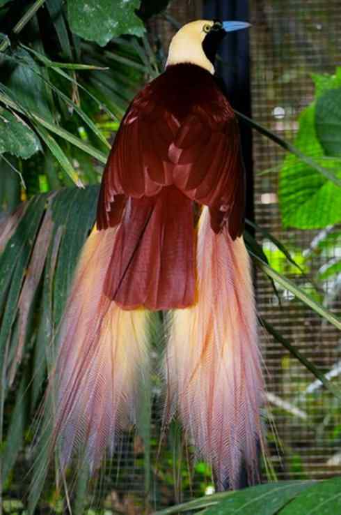 美丽无罪：雀鸟之极乐鸟