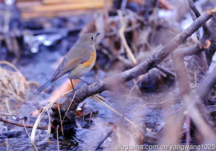 雌性红胁蓝尾鸲(33) 雌性红胁蓝尾鸲(33)