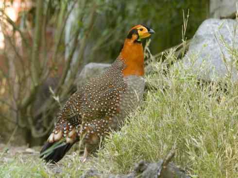 凤凰：传说中的鸟原型探秘（锦鸡）