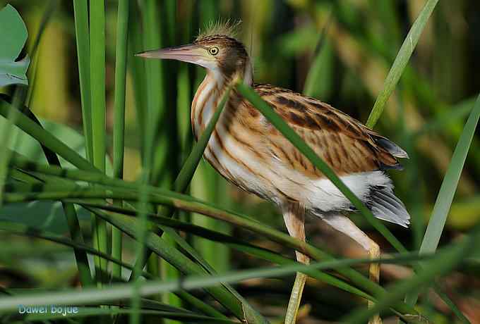 苇丛间的黄小鳽