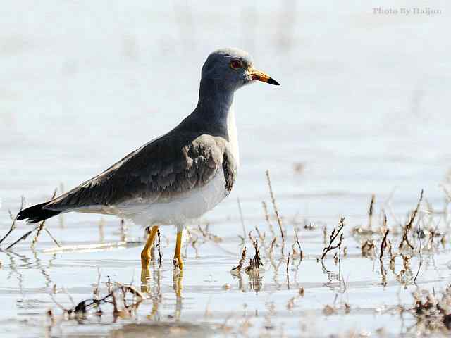 风乍起 wbr吹皱一湖碧水(观赏灰头麦鸡)