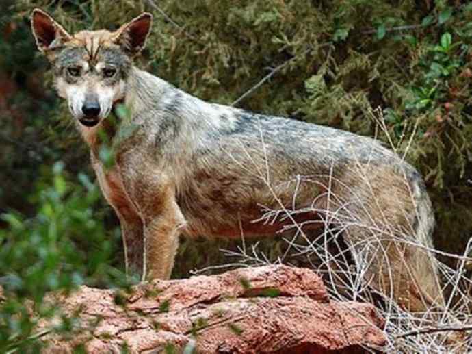 犬科：犬亚科犬属之灰狼