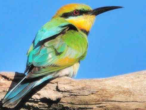 绝色攀禽：佛法僧目之蜂虎3