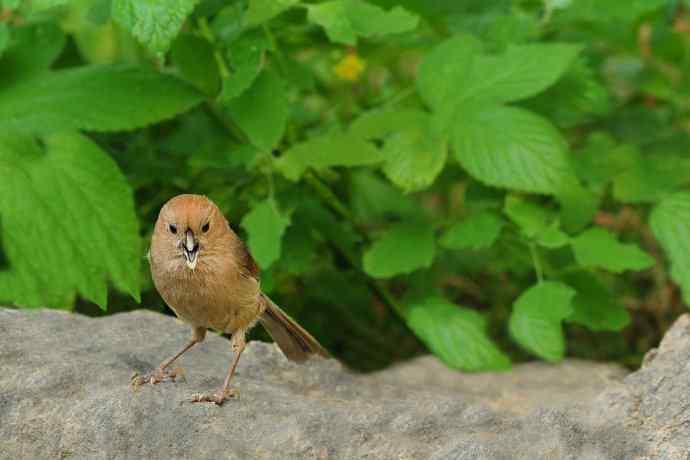 等待（南植收获）