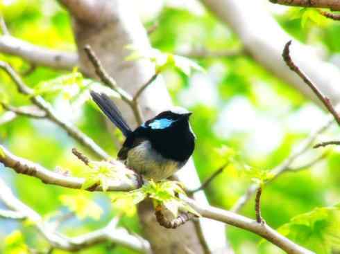 美丽无罪：雀鸟之鹩莺