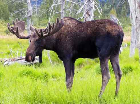 麒麟：传说的兽原型探秘（驼鹿）