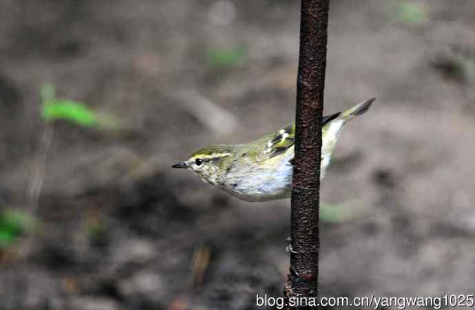 黄眉柳莺(21) 黄眉柳莺(21)