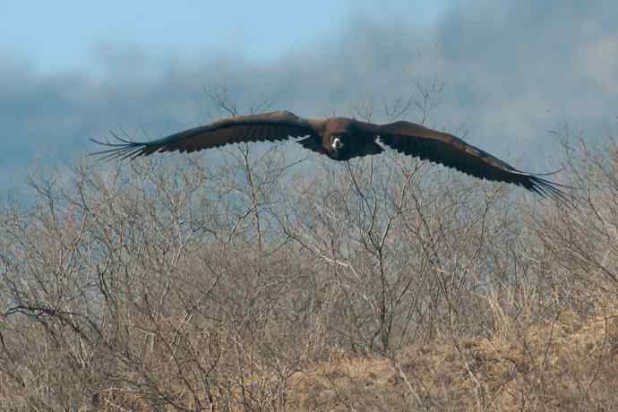 新拍座山雕☆☆