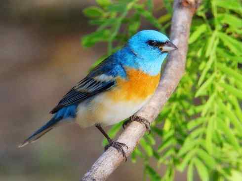 美丽无罪：雀鸟之彩鹀