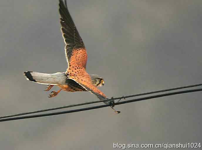 红隼的美味午餐(白河湾)