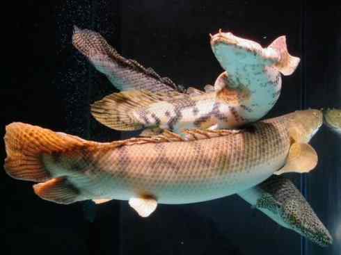 鱼类活化石:多鳍鱼 鱼类活化石:多鳍鱼