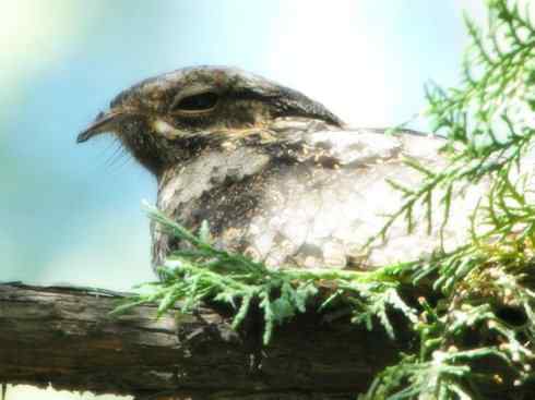 猎奇：奇特的鸟喙之十