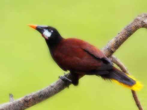 奇特的盔:拟椋鸟 奇特的盔:拟椋鸟