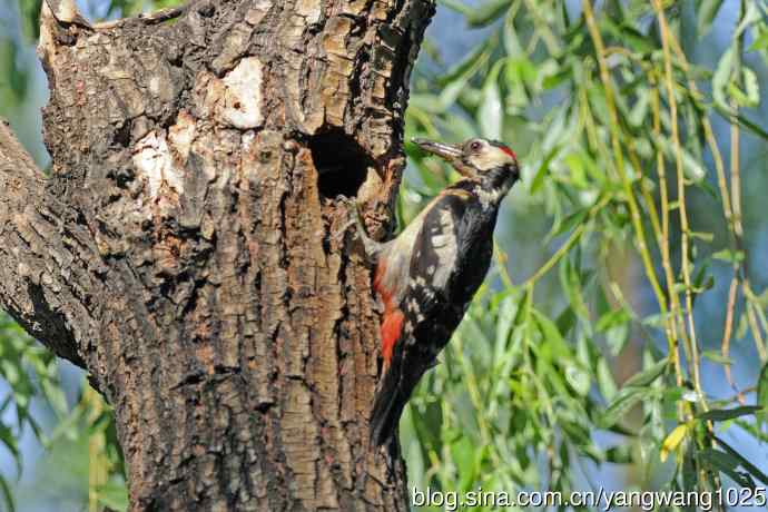 父子情深的大斑啄木鸟（1）