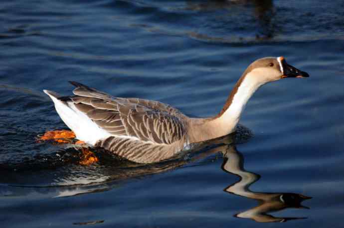 留在北京的鸿雁（随拍）