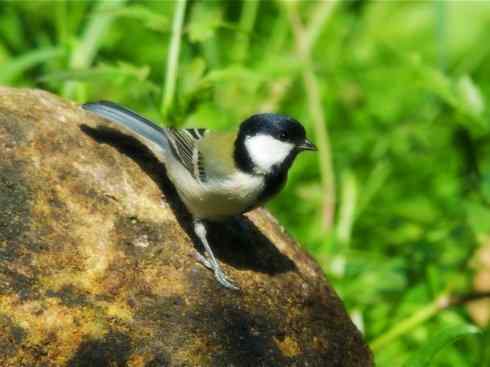 家禽驯化之源之二十六