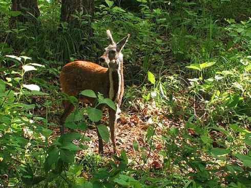 麒麟：传说的兽原型探秘（长颈鹿）