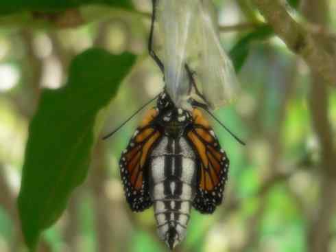 自然奇观：动物大迁徙(帝王蝶）