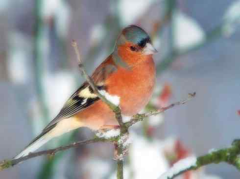 家禽驯化之源之三十二 家禽驯化之源之三十二