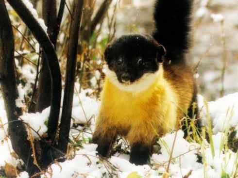 十大喜食蜂蜜动物：黄喉貂