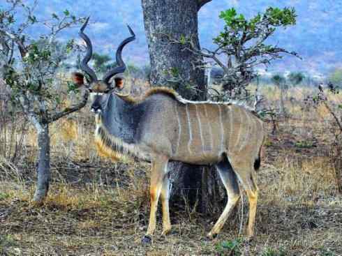 麒麟：传说的兽原型探秘（紫羚）