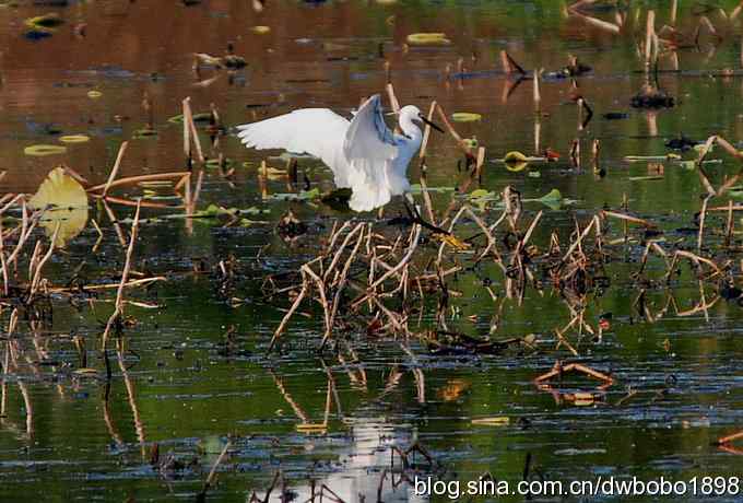 小白鹭黄昏捕鱼 小白鹭黄昏捕鱼