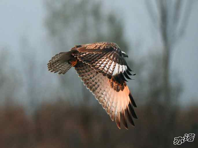 官厅水库 wbr路 wbr四种猛禽 官厅水库 wbr路 wbr四种猛禽