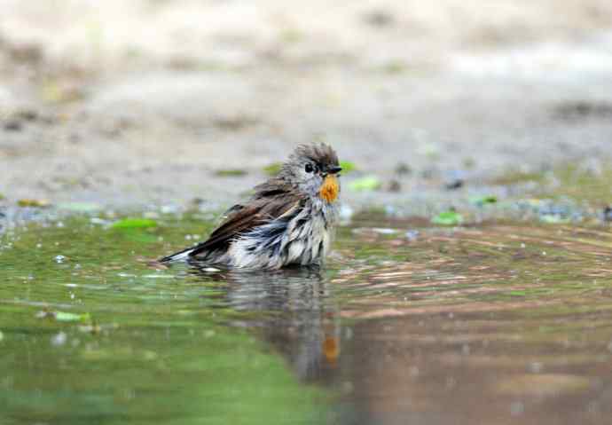 浴(红喉姬鹟) 浴(红喉姬鹟)