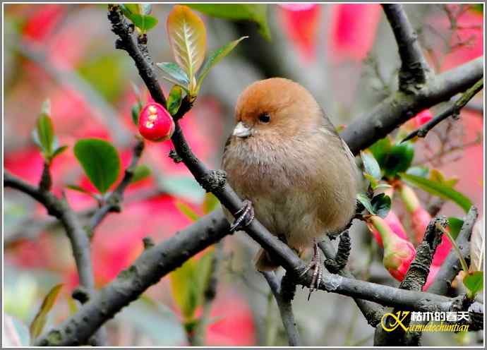 春节拍鸟【照片】