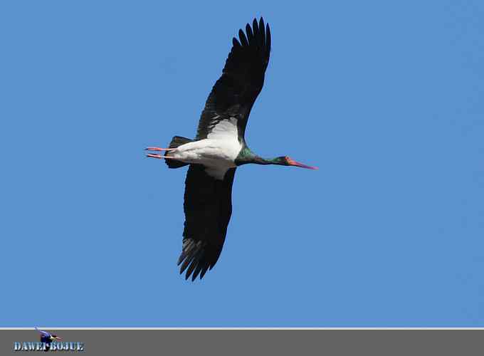 蓝天鹳影 蓝天鹳影