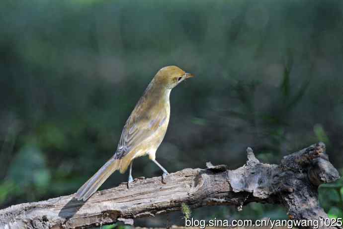厚嘴苇莺(6) 厚嘴苇莺(6)
